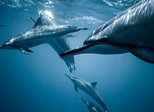 kaiyun中国-掘金击退开拓者 约基奇22+14+14穆雷22+7